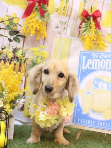 20240418ここあちゃん